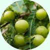 Amla